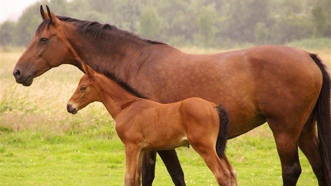 Продам Лоша (5 місяців)