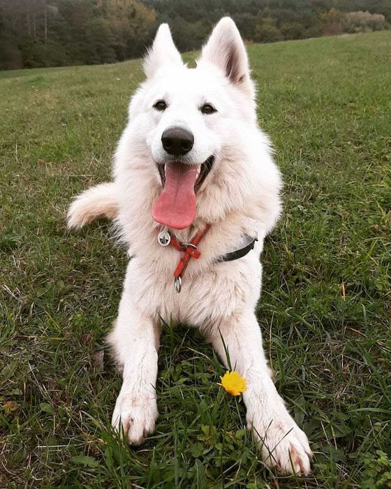 БШО — елітні цуценята, документи, соціалізація