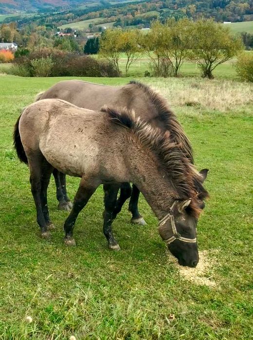 Konik polski, klacz, źrebak