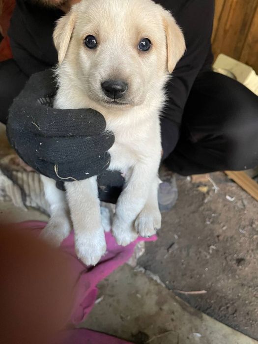 Віддамо в добрі руки цуценят знайдених в лісі