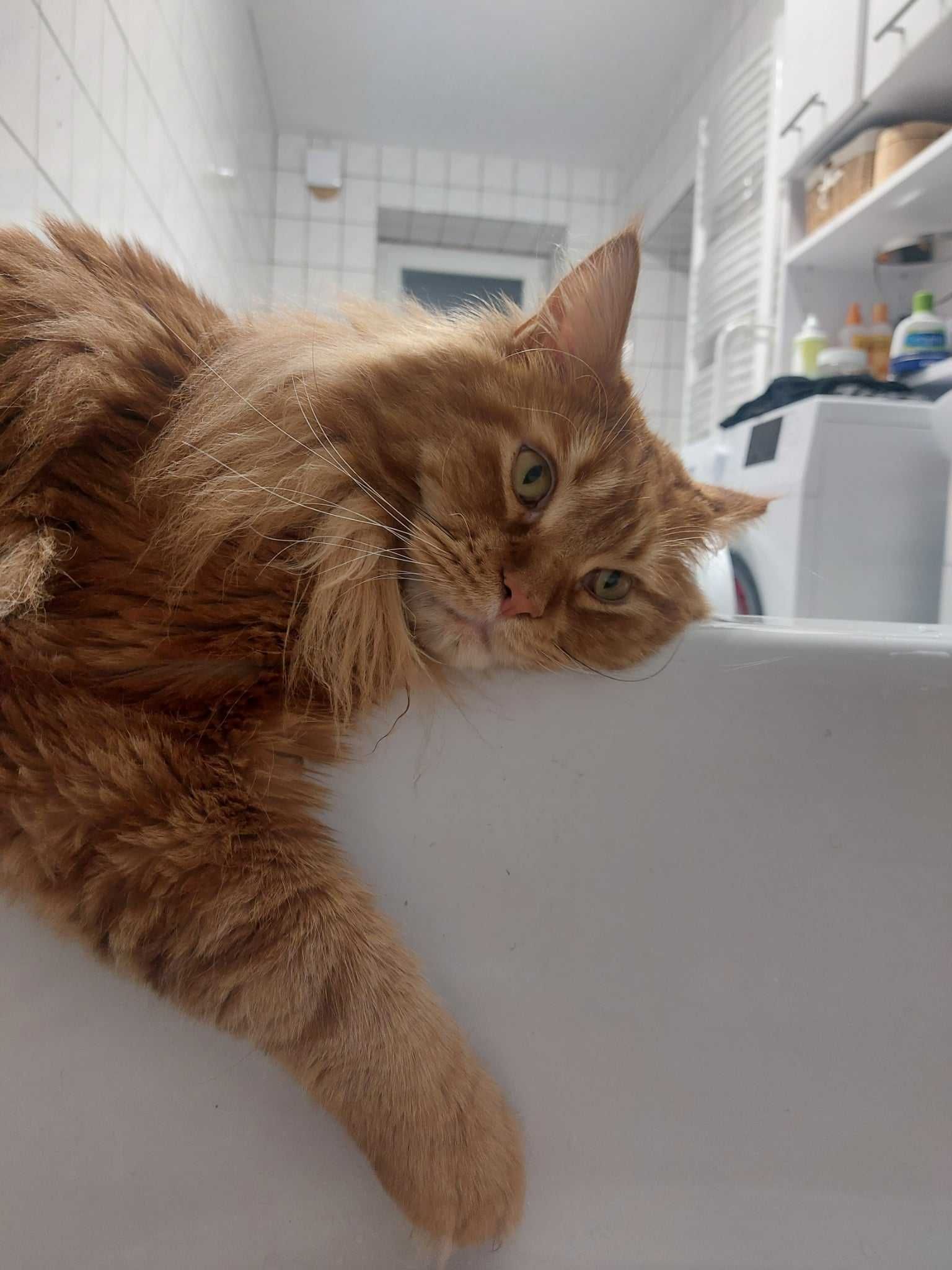 Kot Maine Coon Rudy uroczy kotek szuka nowego domu, skończone 4 latka