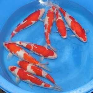 Rybki do oczka Japonskie Karpie koi import