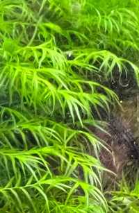 mech Phoenix moss fissidens fontanus rośliny akwariowe