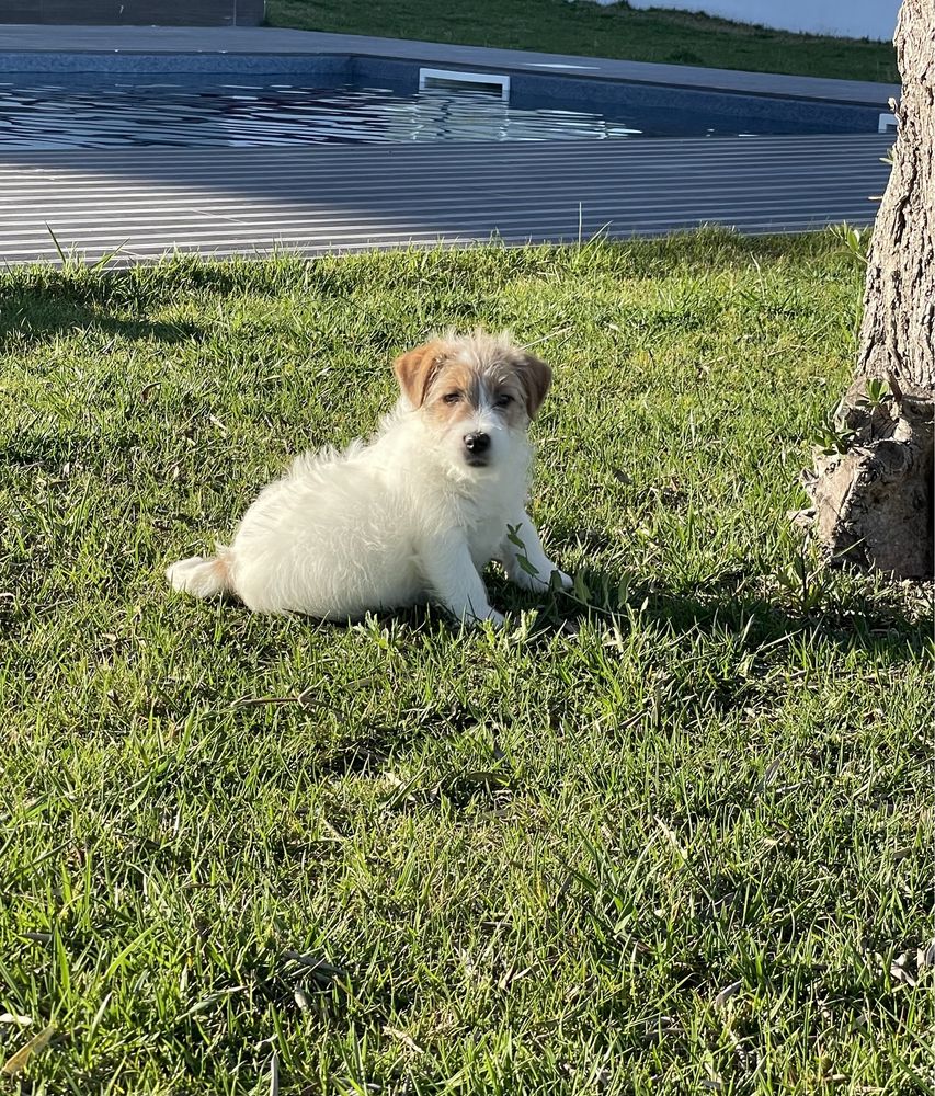 Jack Russell pelo Cerdoso c/LOP e Afixo - Descendente Campeos