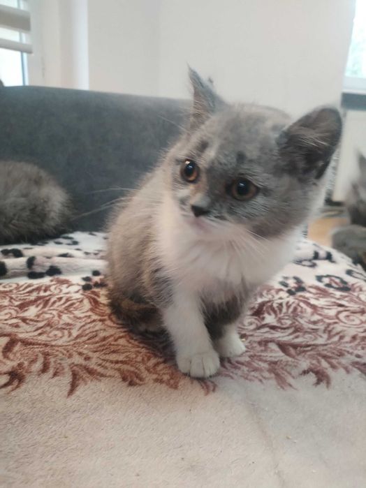 Gotowa do odbioru Śliczna Niebieska Kotka Bicolor