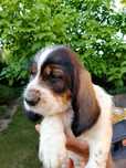 Szczeniak Grand Basset GRIFFON VENDEEN FCI