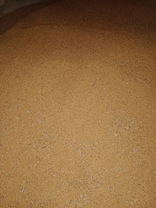 Gorczyca biała, czyszczona