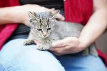 Koty do adopcji za darmo