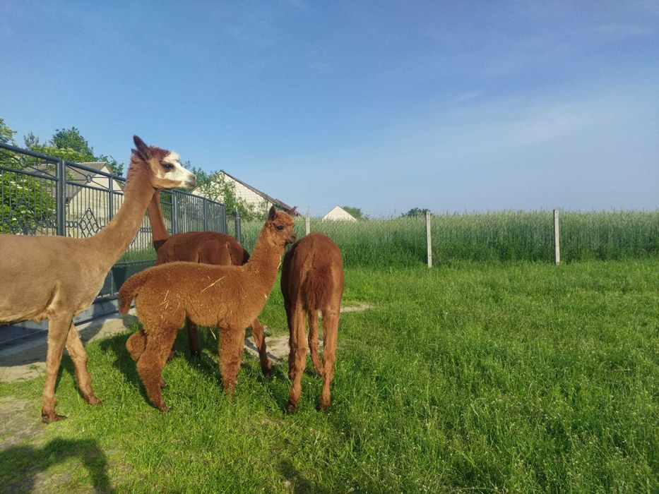 Młody samiec alpaki 7 miesięcy