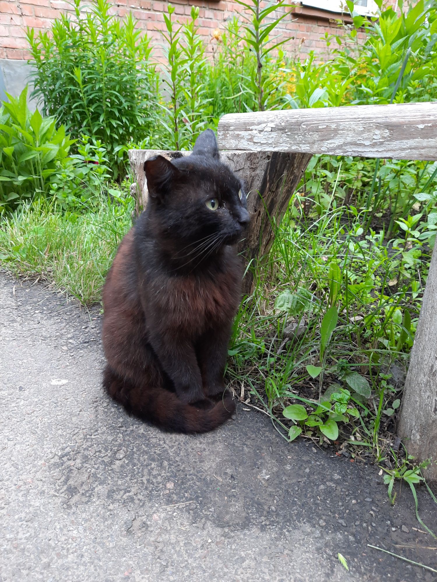 Взлослый чёрный котик ищет дом