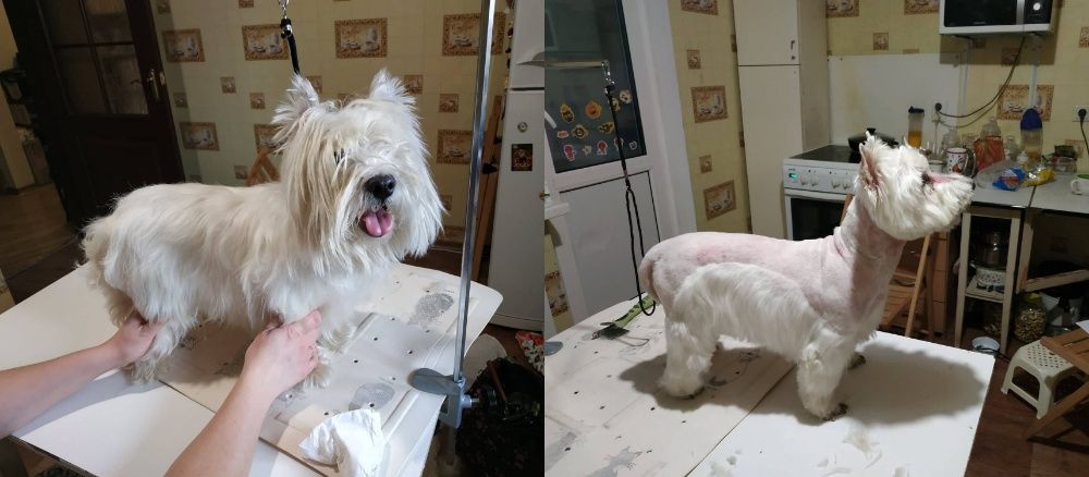 Стрижка собак, котов, животных всех пород, грумер со стажем