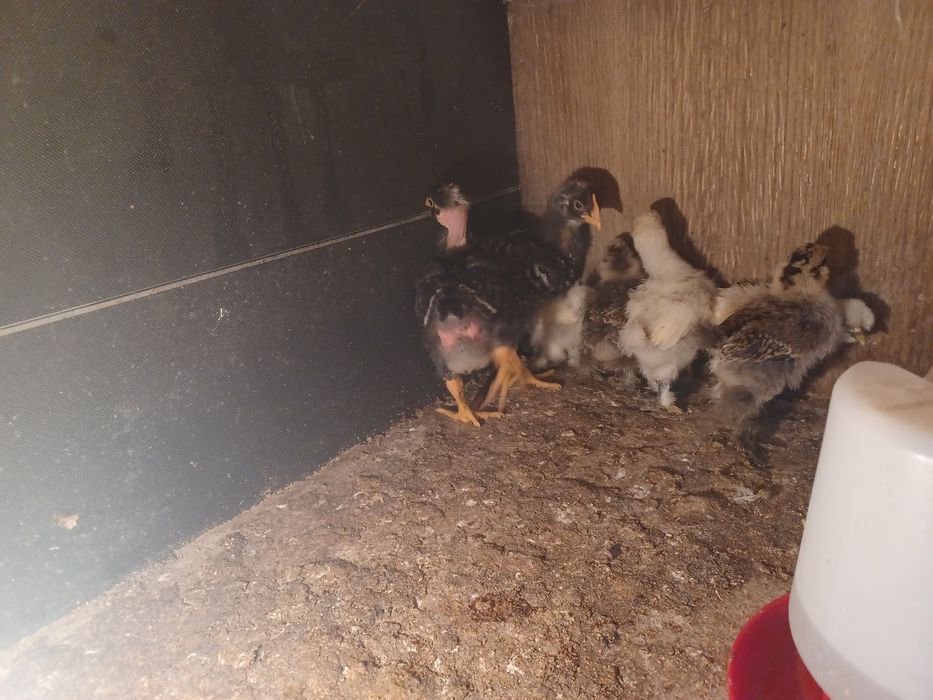 Aves capoeira pintos