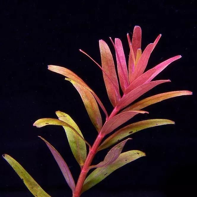 Rotala Colorata roślina