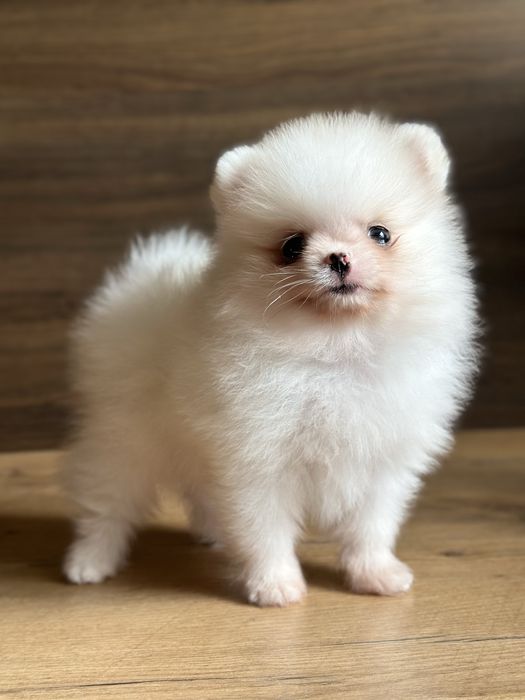POMERANIAN szpic miniaturowy chłopiec :)