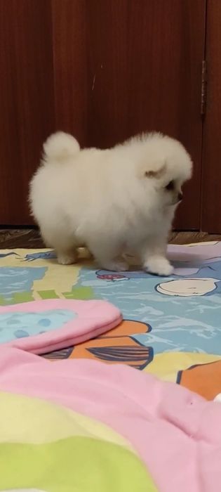 Померанский шпиц. Девочка