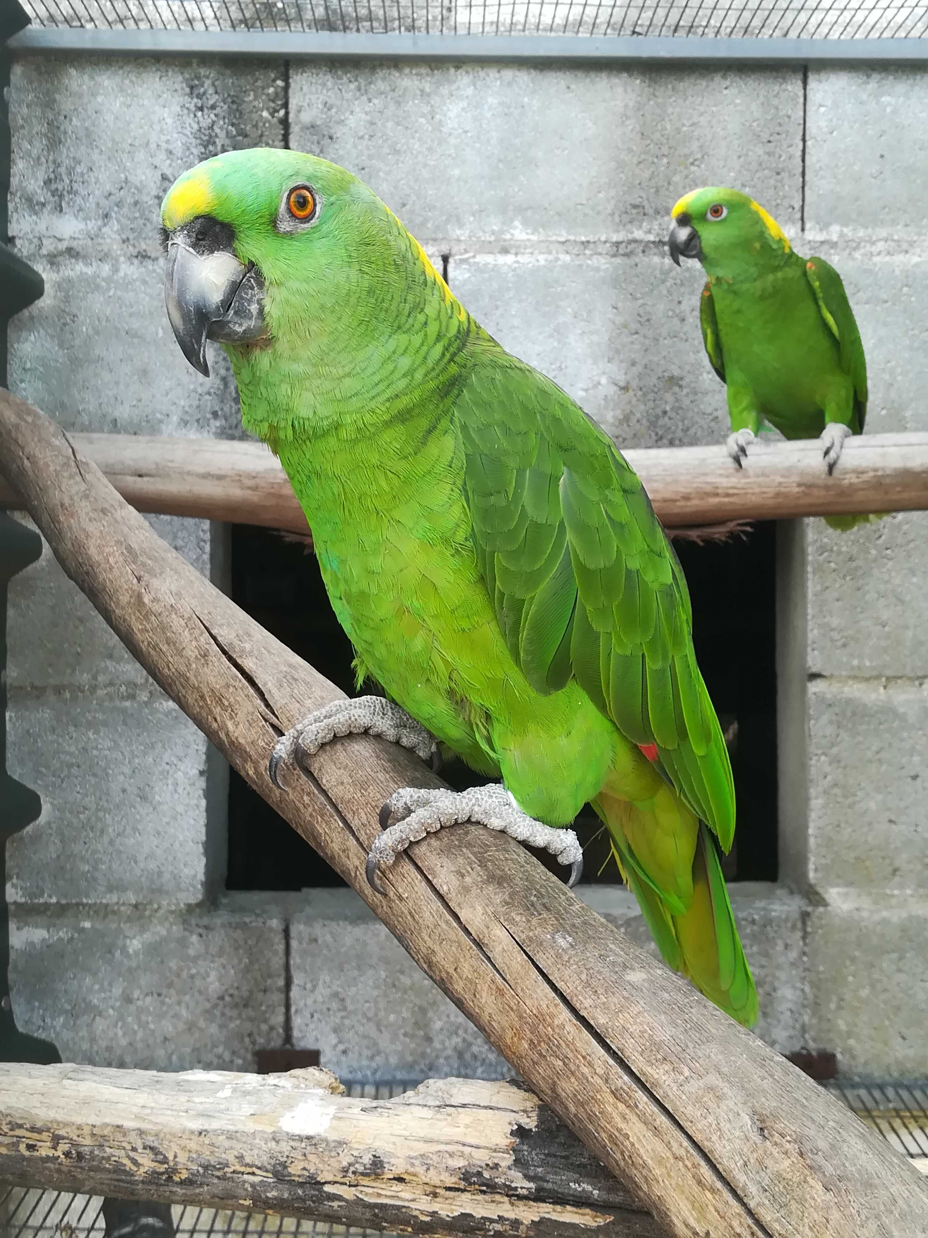 Amazona auropalliata