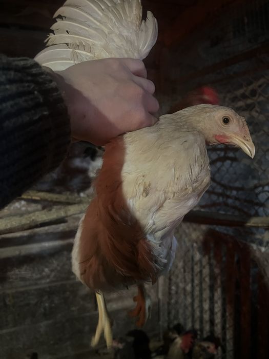 Кури несушки,півні