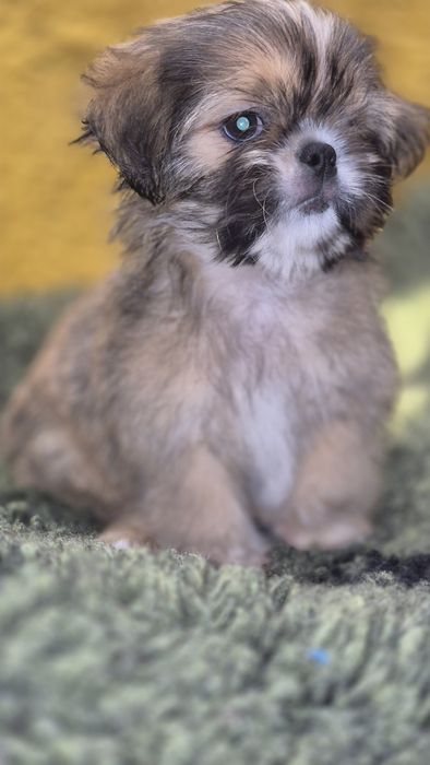 Piesek Shih Tzu   do odbioru