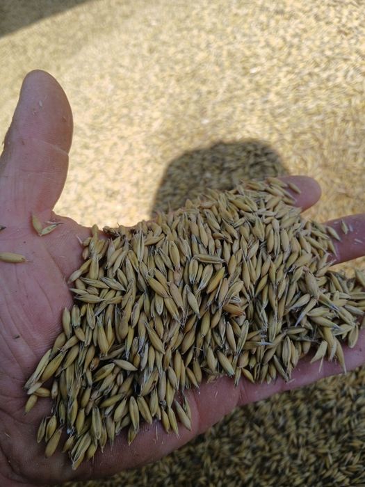 Owies Rambo !! ŚWIEŻY !!