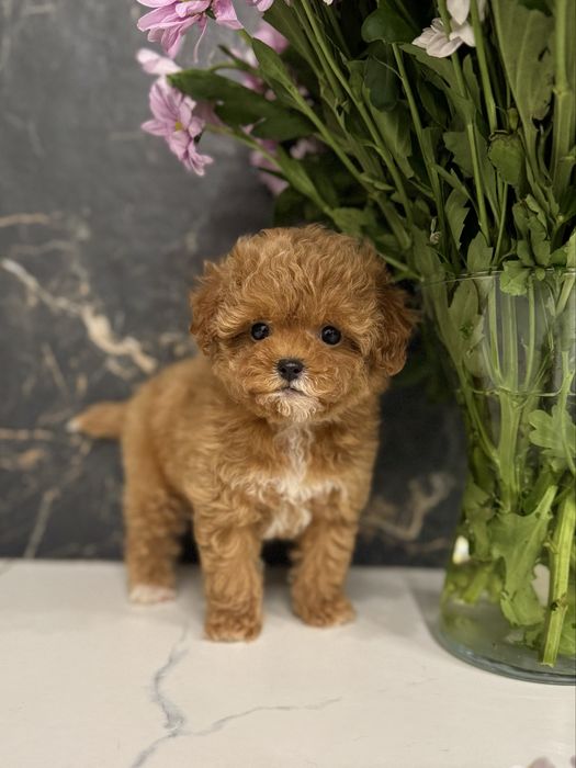 Красуня міні мальтіпу ф1. Ми в Луцьку.