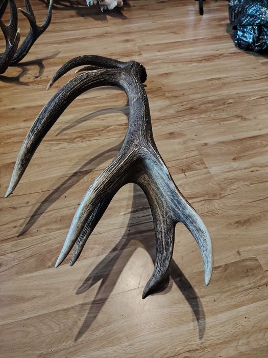 Poroże jelenia zrzuty mylkusy