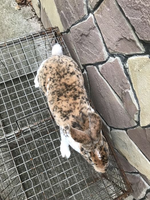 Кролик рекс гепард самець 2 .5