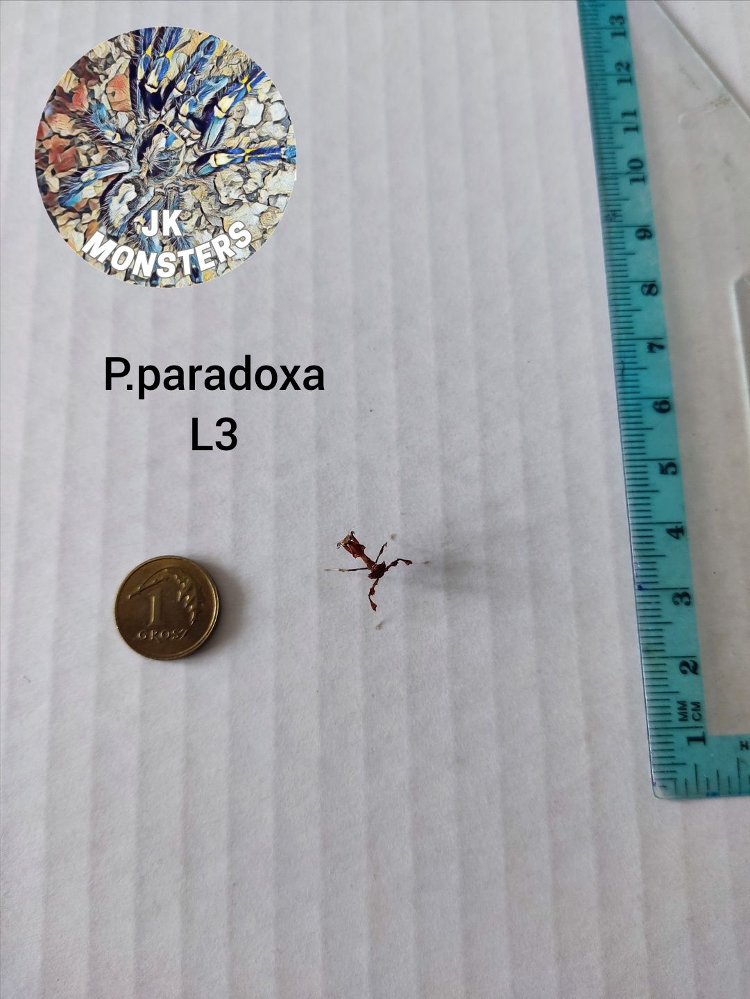 Modliszka Phyllocrania paradoxa (liściogłowa)+gratisy