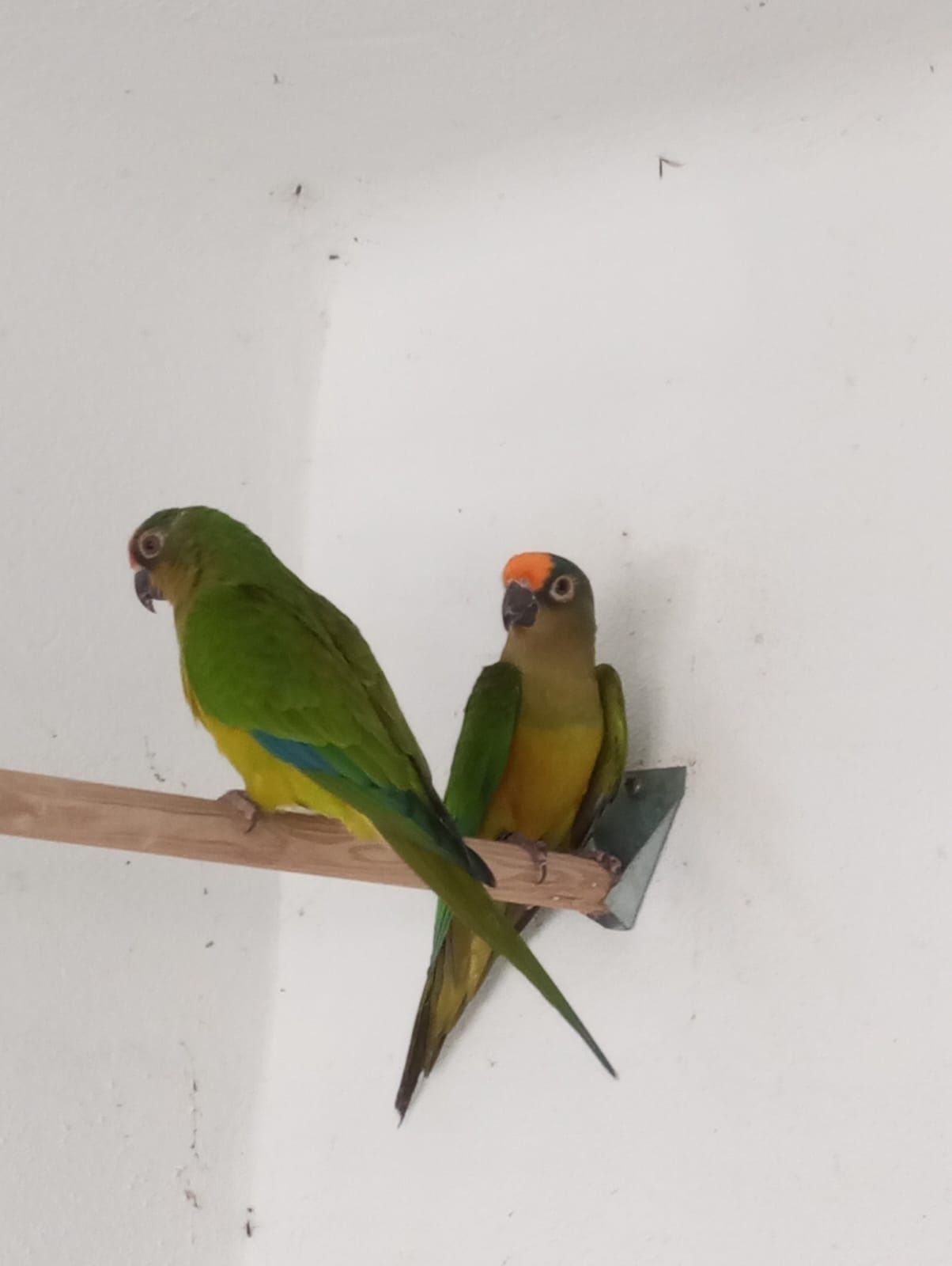 Casal aratinga aurea