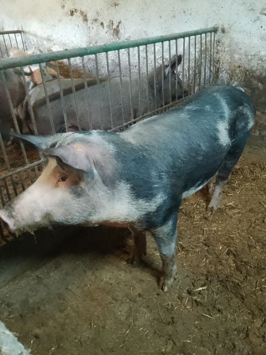 Sprzedam młodego knurka