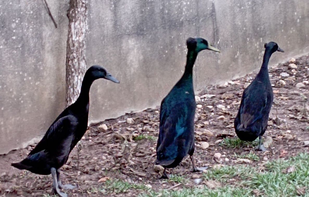 Ovos de patos corredores indianos