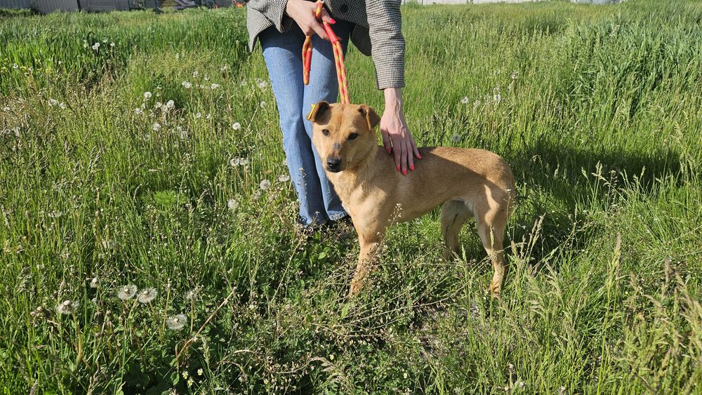 Невеличка стерилізована руденька собачка шукає господарів!