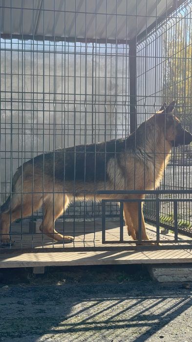 німецька вівчарка FCI/PKR: LASSO (кобель) × NOXA (сука)