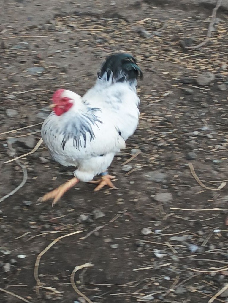 Sprzedam Kogutki
