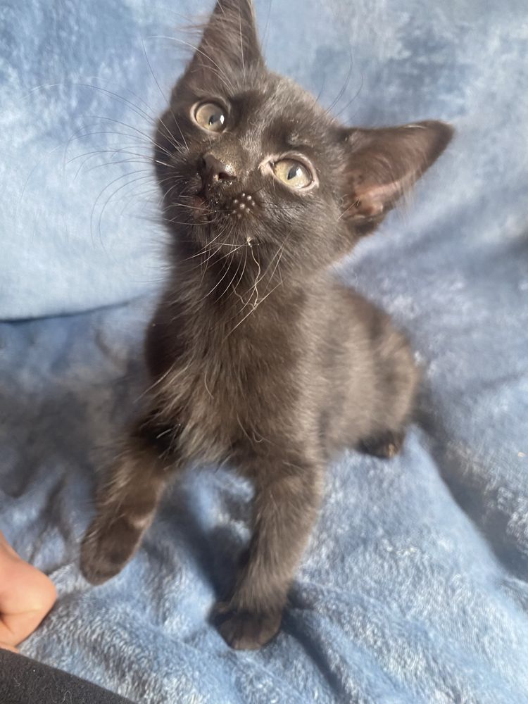 Gatinhos para adoção
