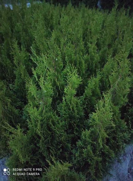 Tuja Szmaragd Produkt z Polski WYPRZEDAZ