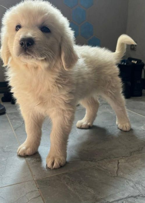 Śliczna suczka owczarek podhalański