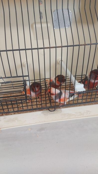 Vendo Arlequim português