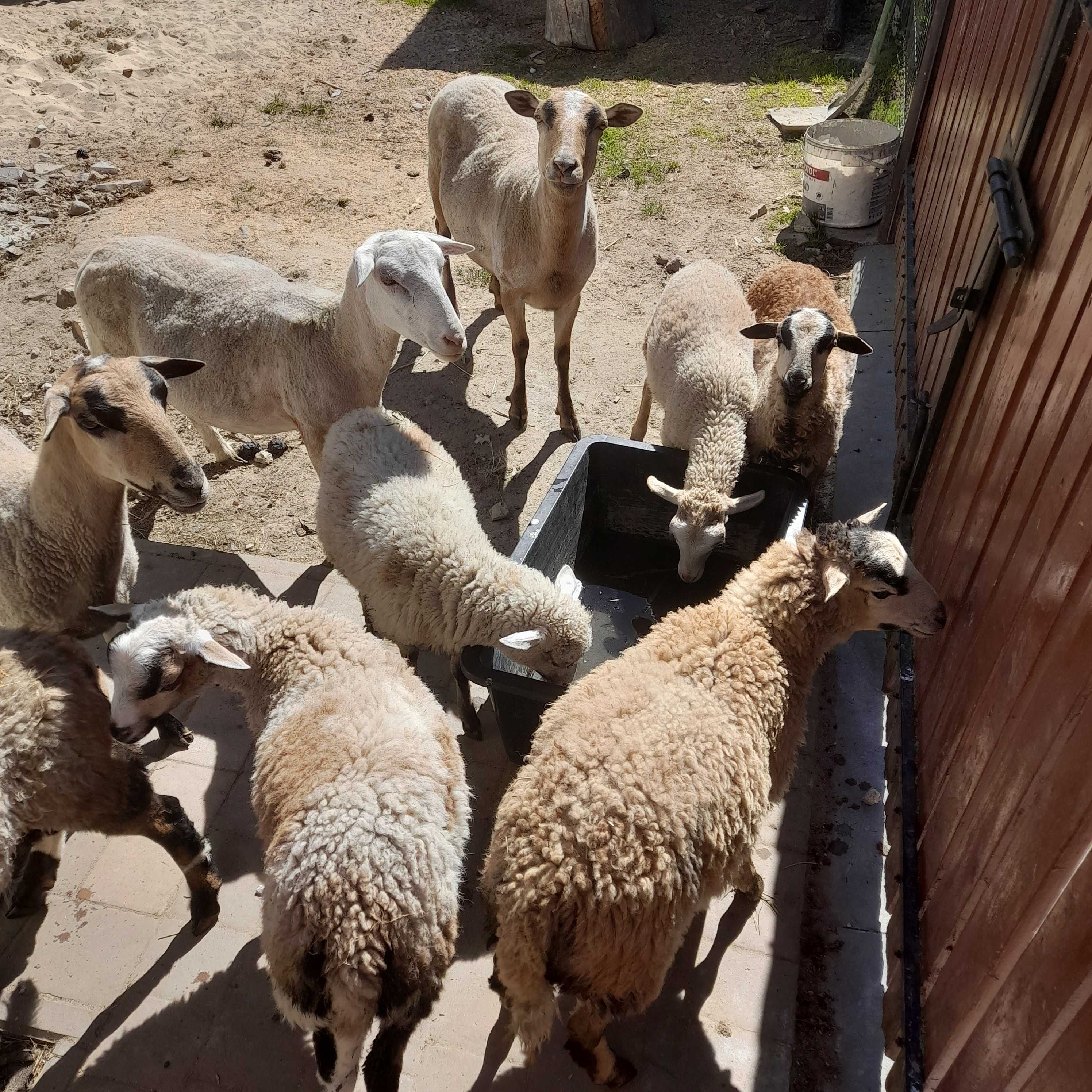 Barany owce baranki