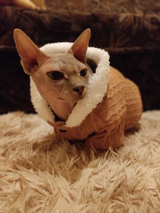 В'язка канадський сфінкс