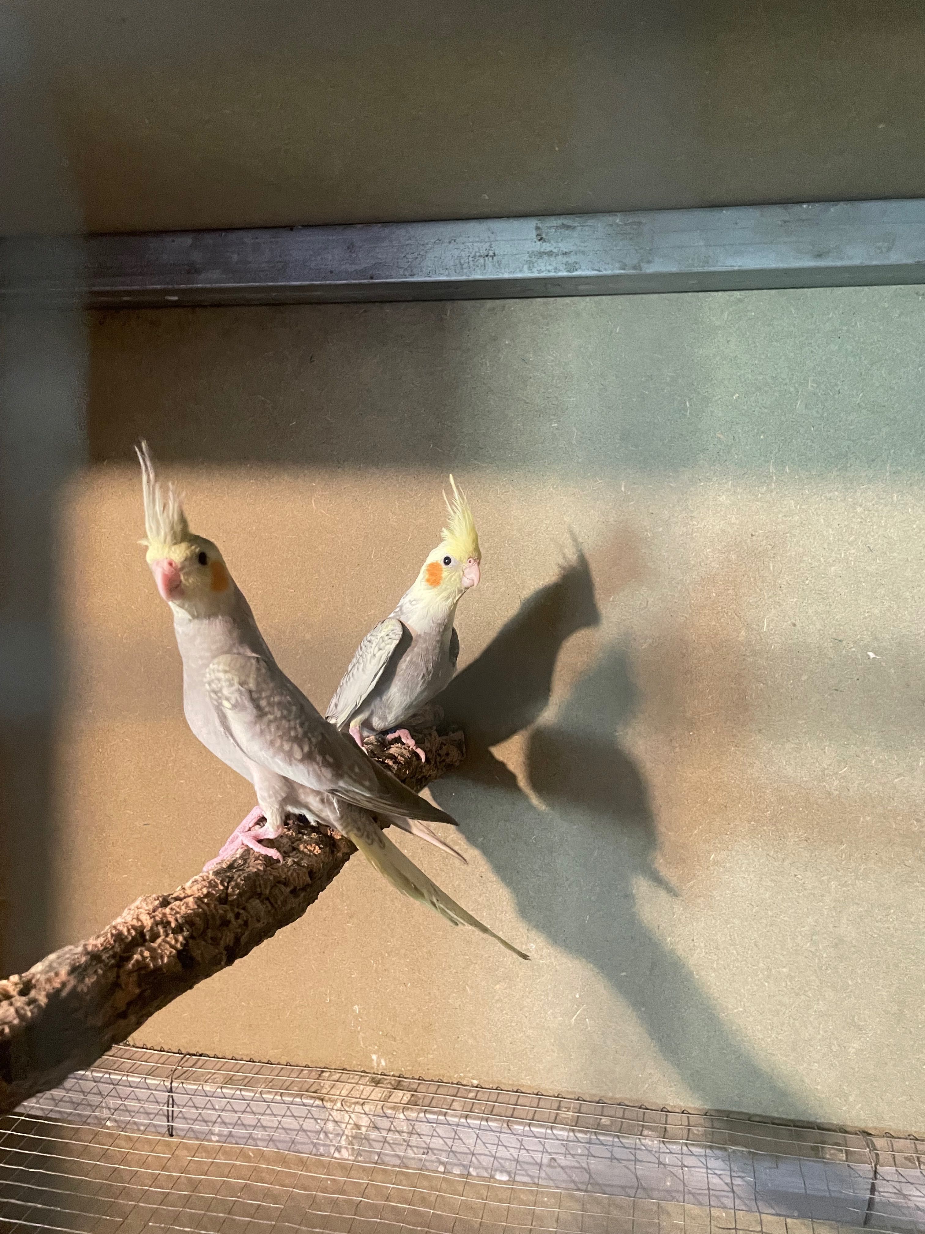 Várias raças de aves