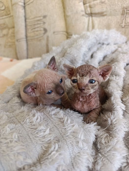 Кошенята канадський Сфінкс