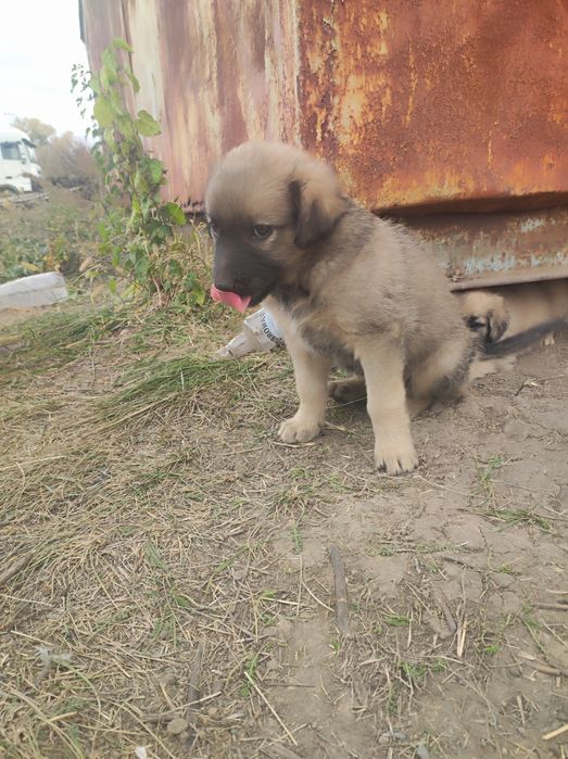 Цуценята безкоштовно