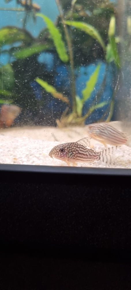 Kirysek sterby/ sterbai/corydoras sterbai