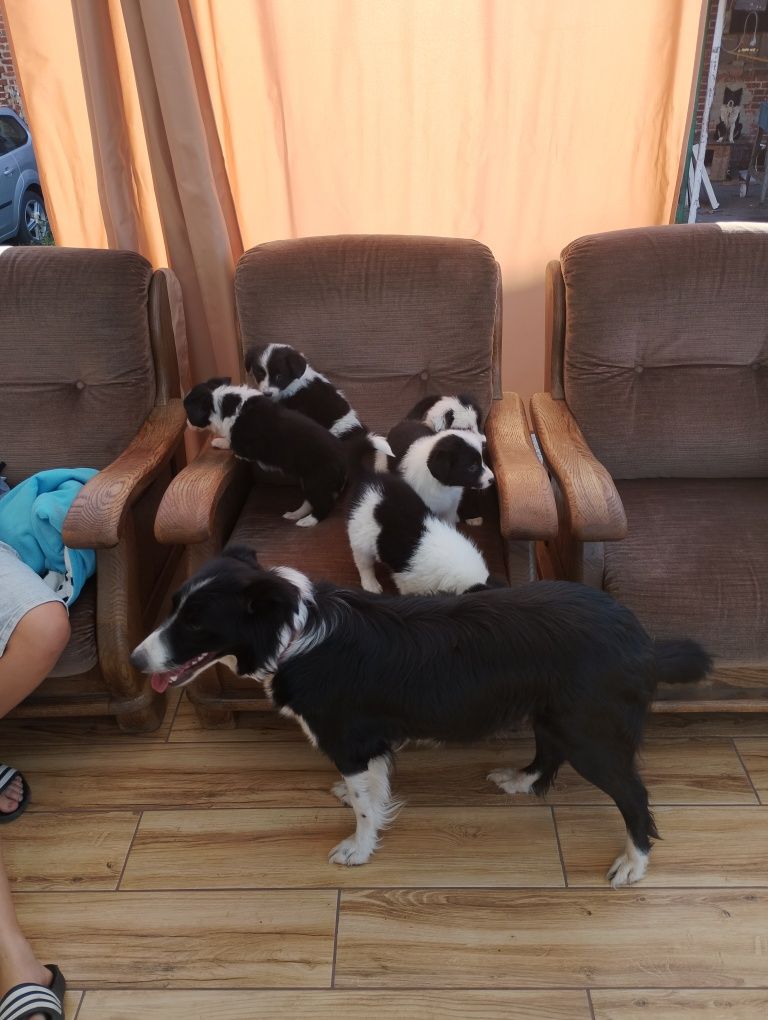 Border collie suczka