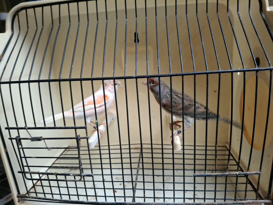 Canários arlequim e negros