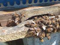 Enxames de abelhas 5 quadros