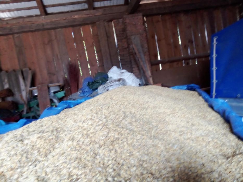 Owies Refleks / Reflex  zbior 2025