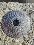Cassete 10v Shimano deore CS-M4100