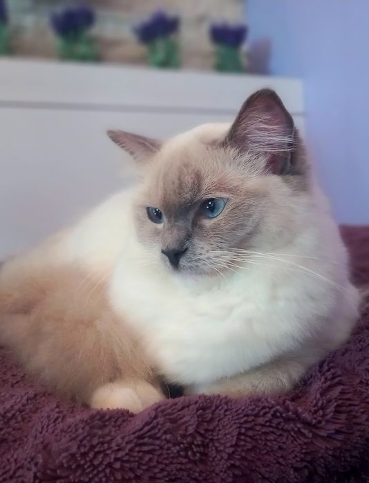 Kloe 2-letnia kotka ragdoll adopcja