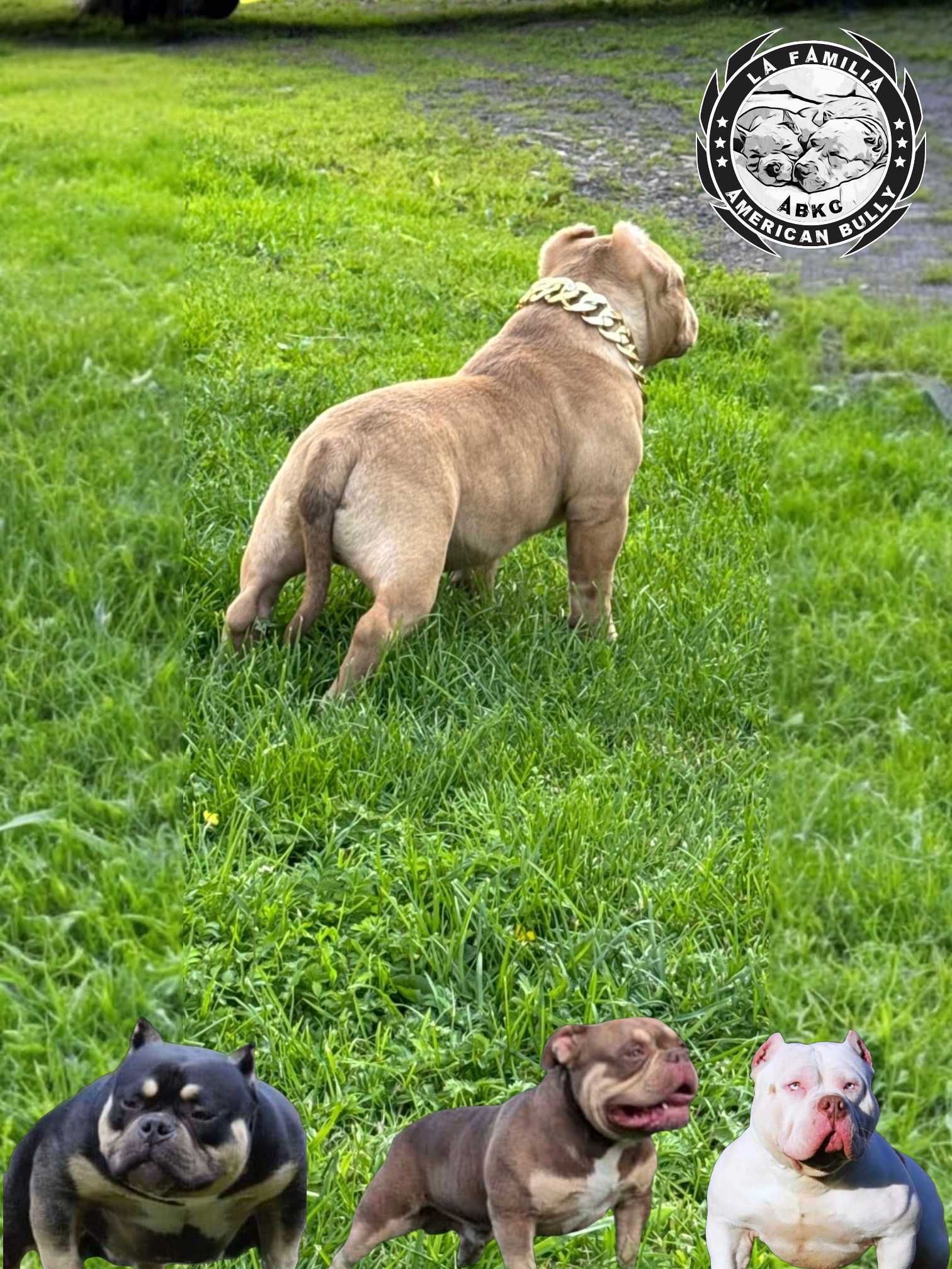 American bully abkc